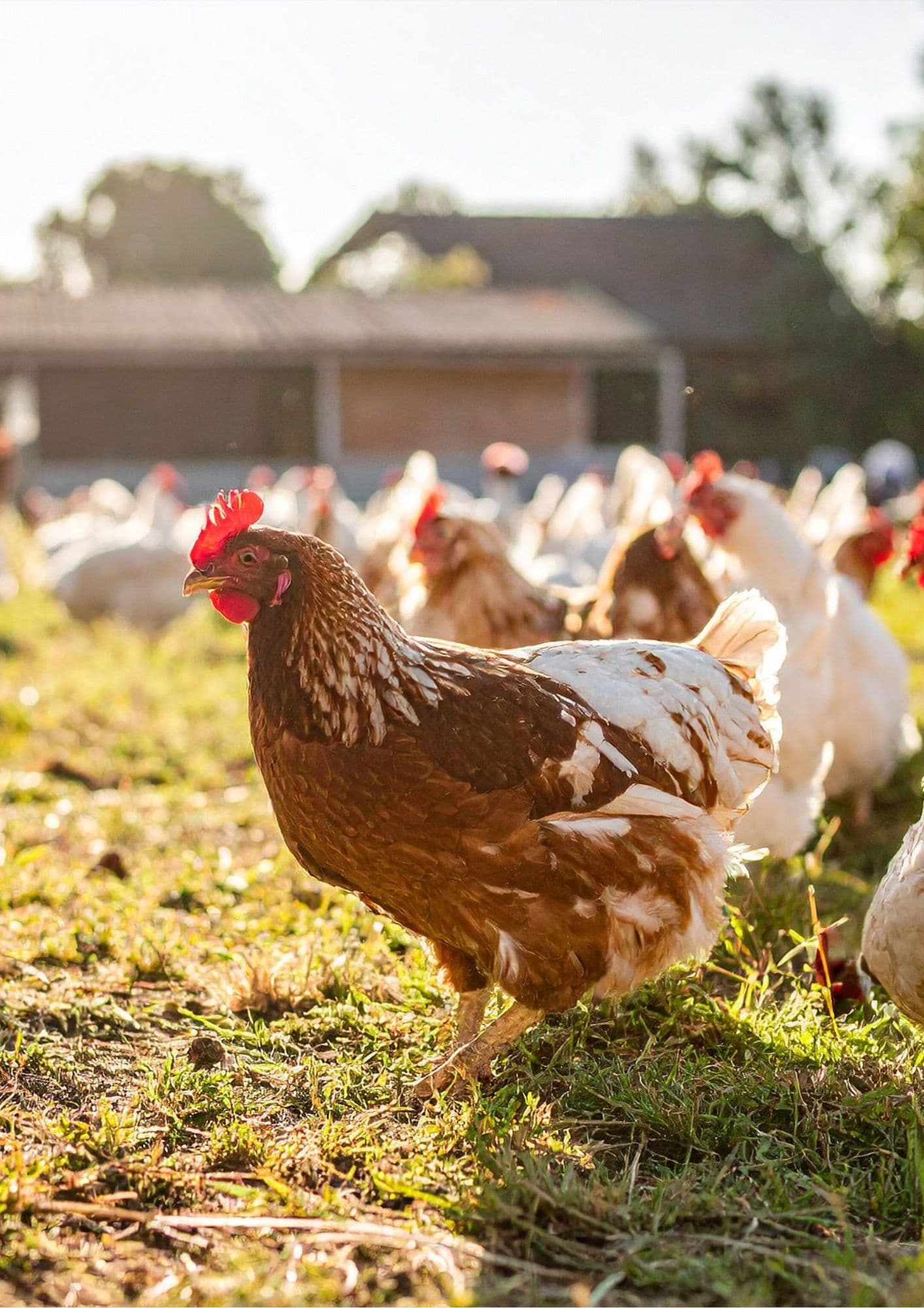 FlockwisePro App Dashboard